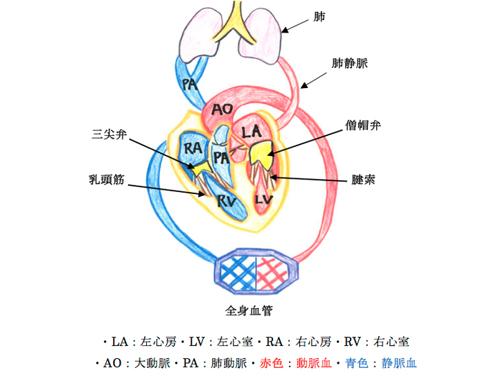 心臓の構造と血液の流れ図